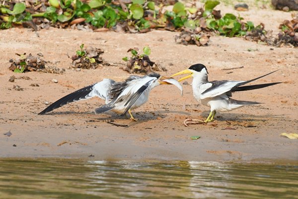 Grootsnavelstern wordt gevoerd bij de Pixaim rivier, Brazilië